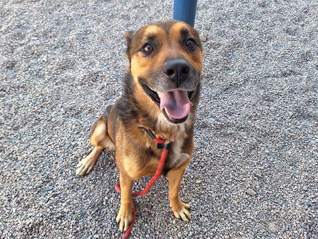 Smithy - German Shepherd Dog