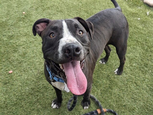 Ninja - American Pit Bull Terrier