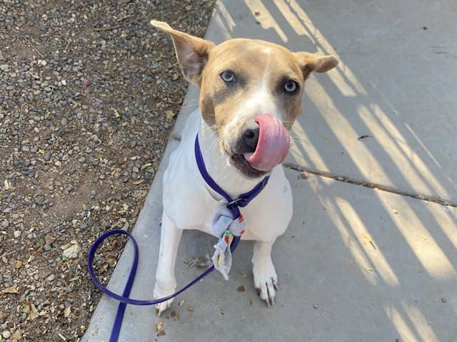 Felicity - American Pit Bull Terrier