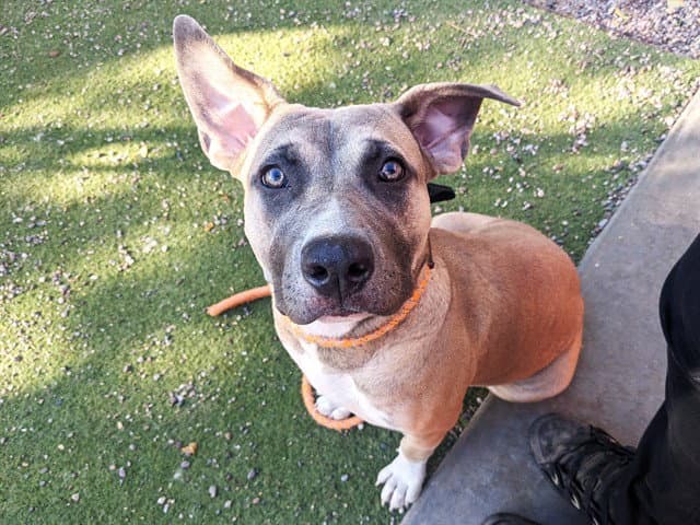 Cookie - American Pit Bull Terrier