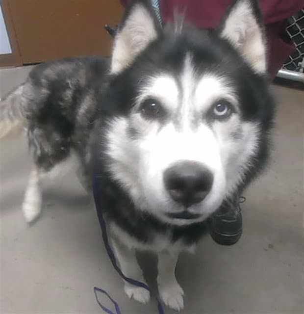 Hanzo - Husky