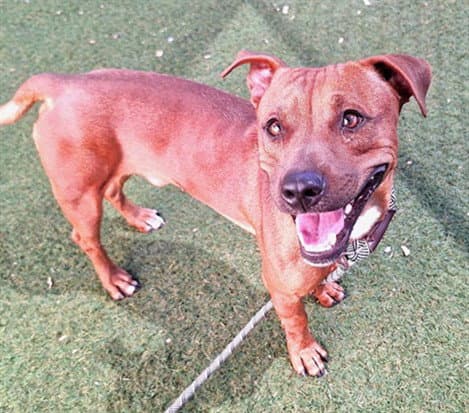 Pocket - American Pit Bull Terrier