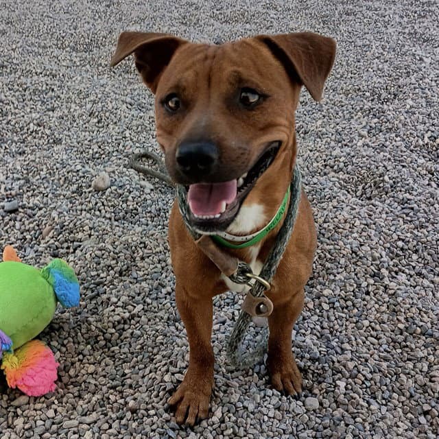 Pocket - American Pit Bull Terrier