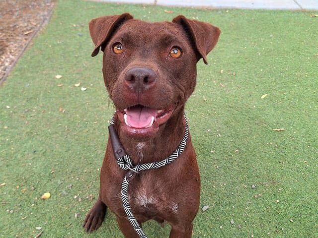 Fairy - American Pit Bull Terrier