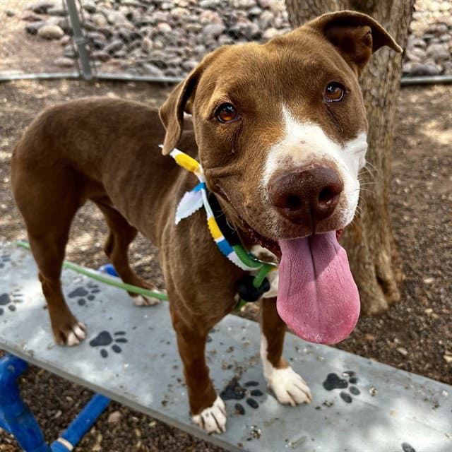 Clarence - American Pit Bull Terrier