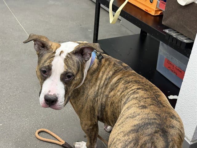 Lola - American Pit Bull Terrier