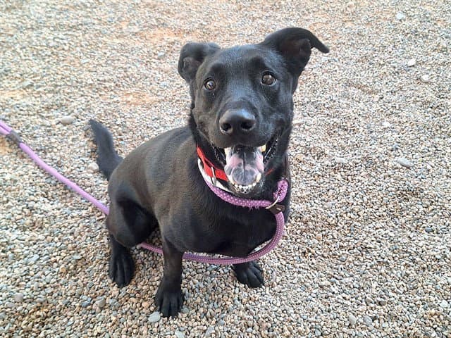 Jet - Labrador Retriever