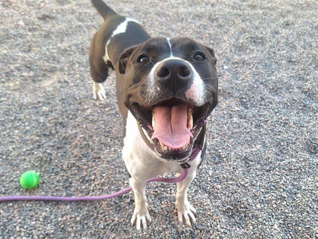 Rossi - American Pit Bull Terrier