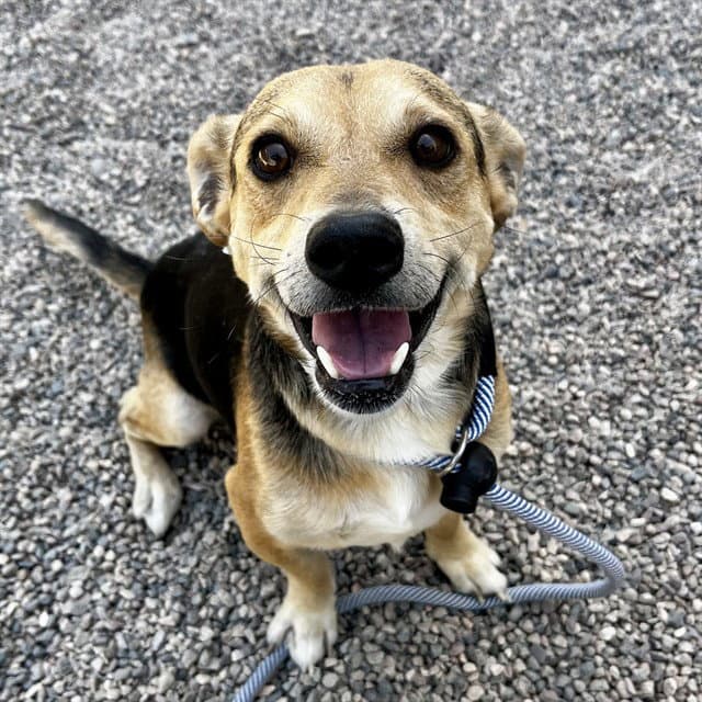 Alfie - Beagle