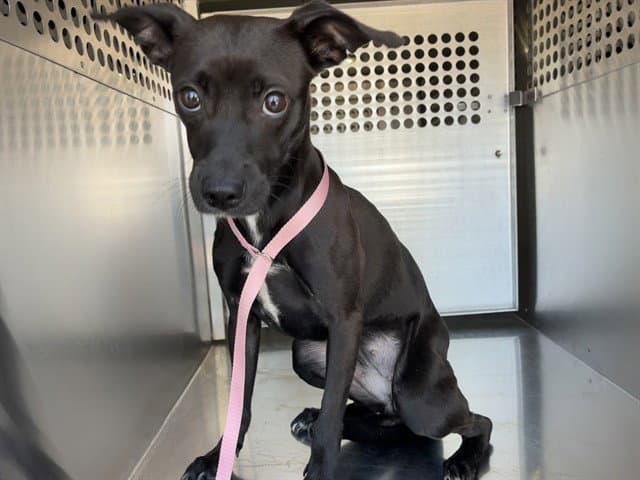 Violet - Chihuahua