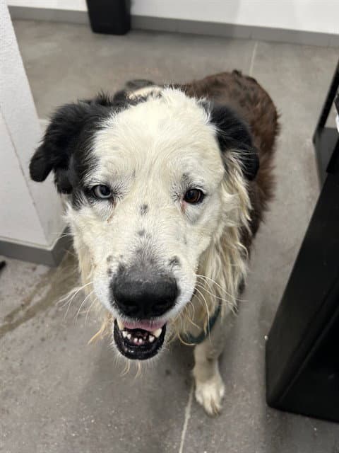 Bogey - Border Collie