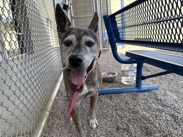 Nikita - Australian Cattle Dog/Blue Heeler
