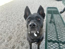 Pepper Jack image 1