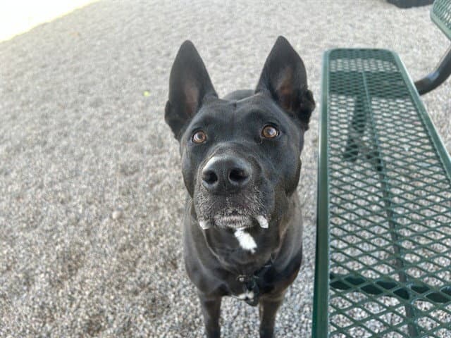 Pepper Jack - American Pit Bull Terrier