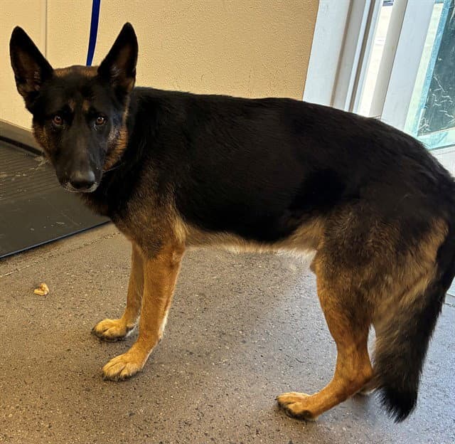 Dior - German Shepherd Dog