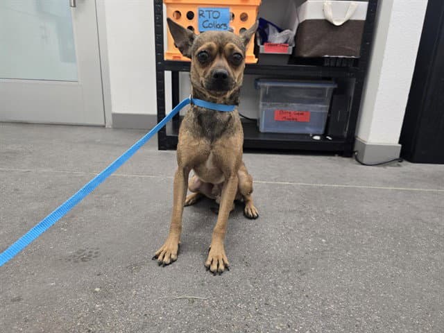 Gomez - Chihuahua