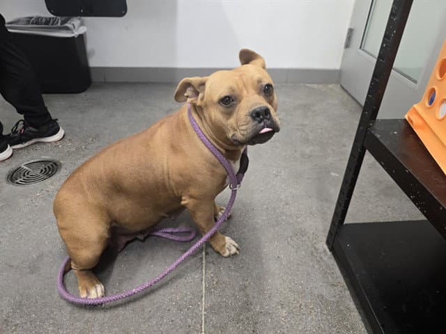 Lesette - Staffordshire Bull Terrier