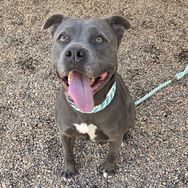 Kali - American Pit Bull Terrier