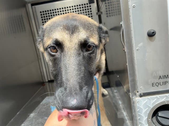 Amanita - German Shepherd Dog
