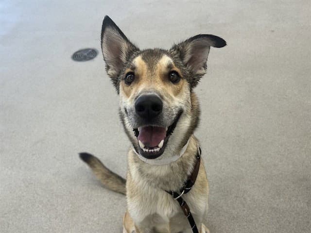 Coyote - German Shepherd Dog