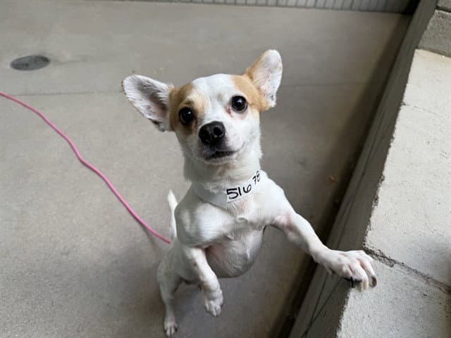 Flan - Chihuahua