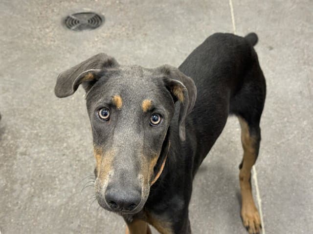 Marbles - Doberman Pinscher