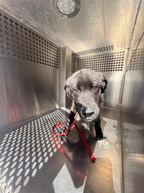 Boondocks - Patterdale Terrier (Fell Terrier)