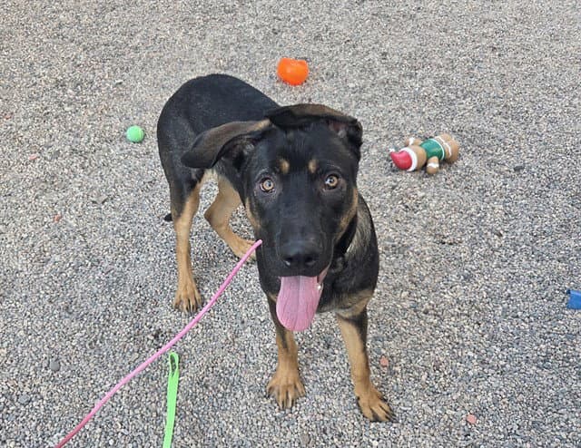 Admiral - German Shepherd Dog