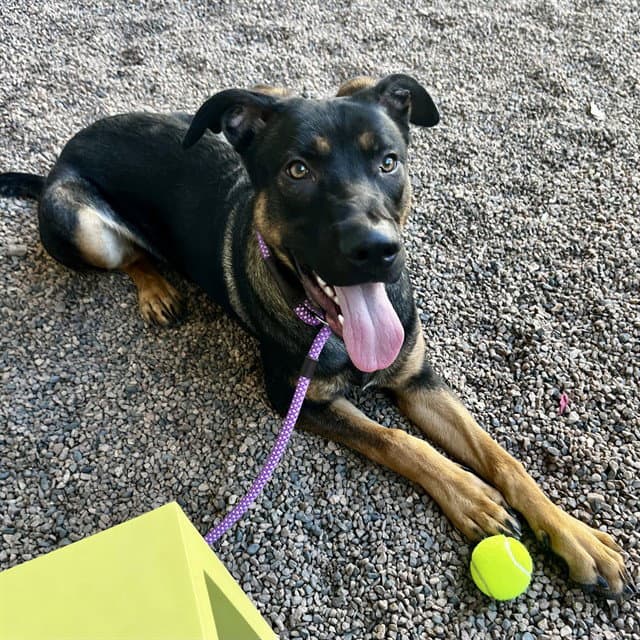 Admiral - German Shepherd Dog