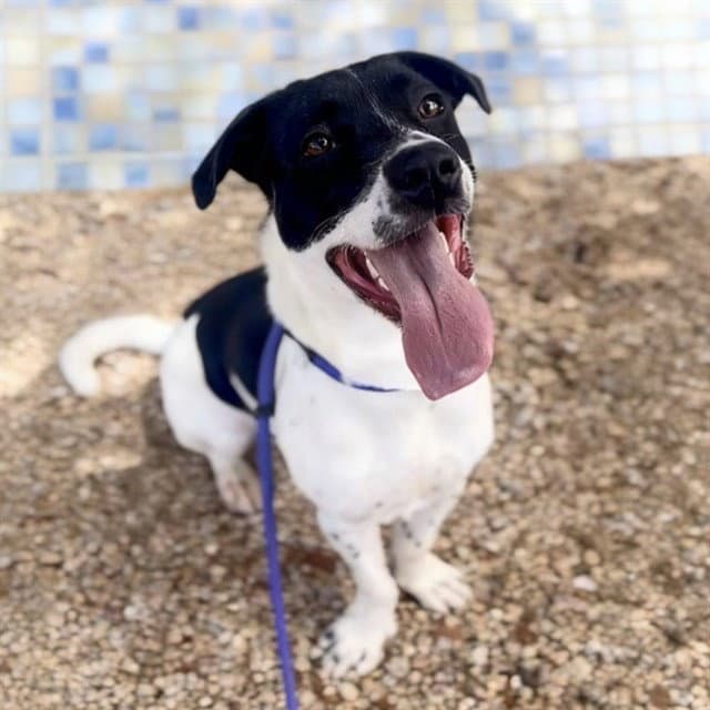 Benny - Labrador Retriever