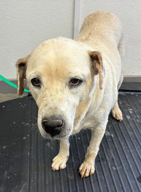 Peaches - Labrador Retriever