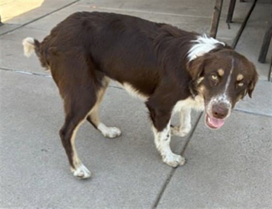 Texas - Border Collie