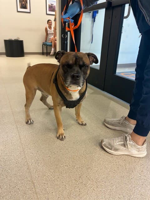 Grub - Boxer