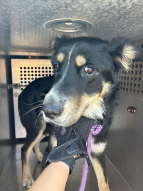 Denver - Border Collie