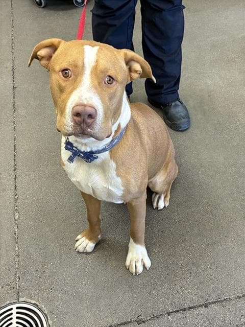 Toast - American Pit Bull Terrier