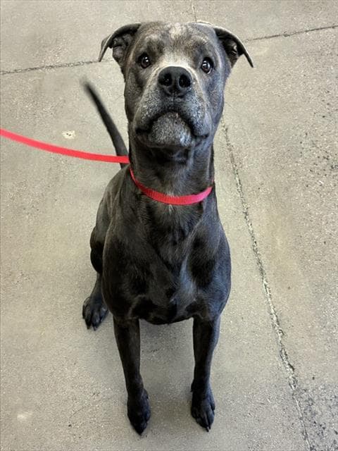 Shale - American Pit Bull Terrier
