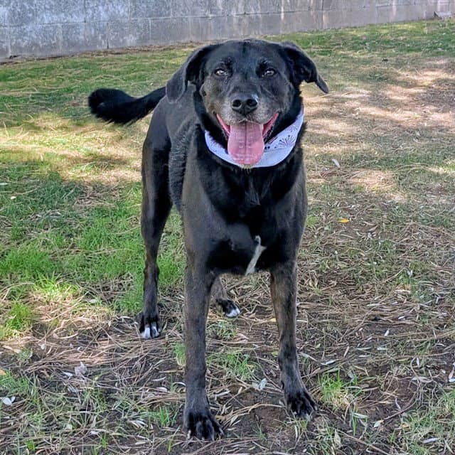 Bella - Labrador Retriever
