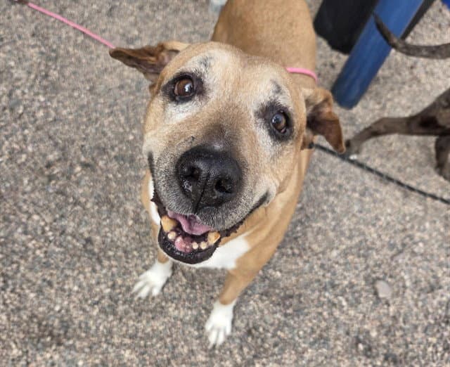 Perla - American Pit Bull Terrier