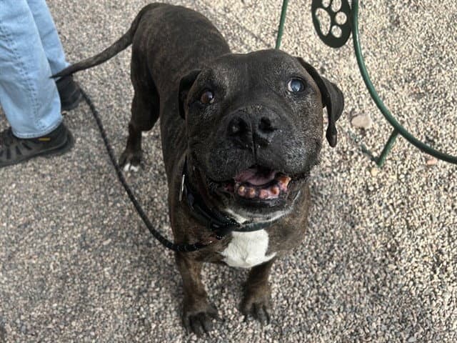 Landon - American Pit Bull Terrier