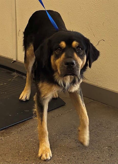 Thor - Rottweiler