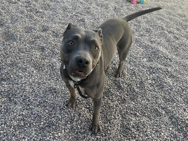 Nika - American Pit Bull Terrier