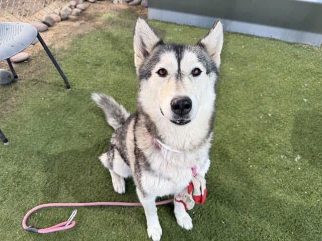 Harper - Siberian Husky