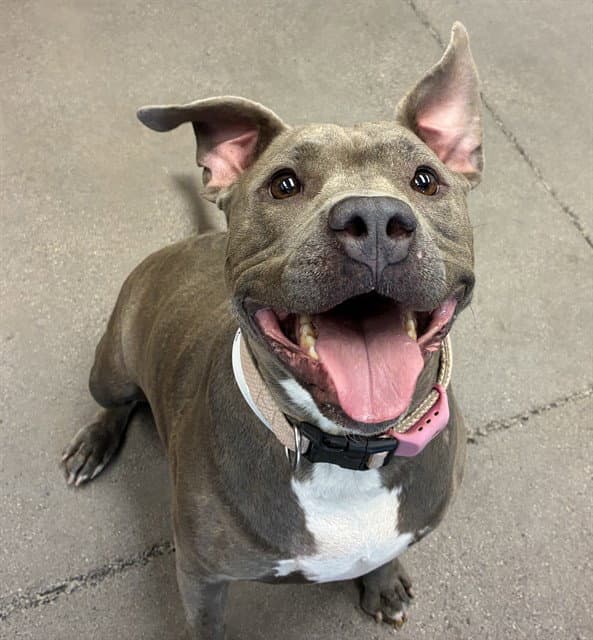 Nori - American Pit Bull Terrier