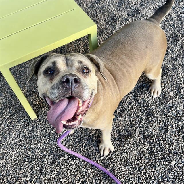 Potato Bug - American Pit Bull Terrier