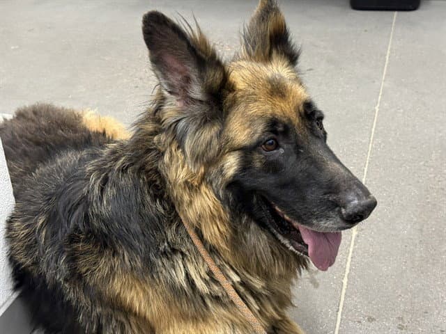 Yogi Bear - German Shepherd Dog