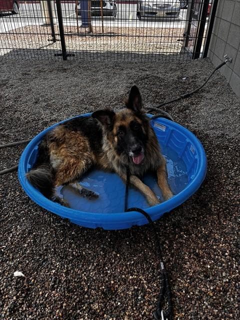Yogi Bear - German Shepherd Dog