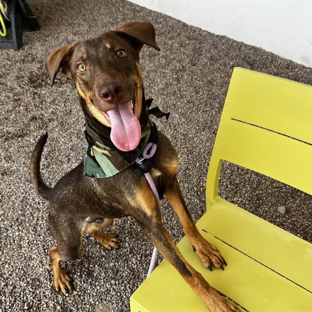 Reginald - Doberman Pinscher