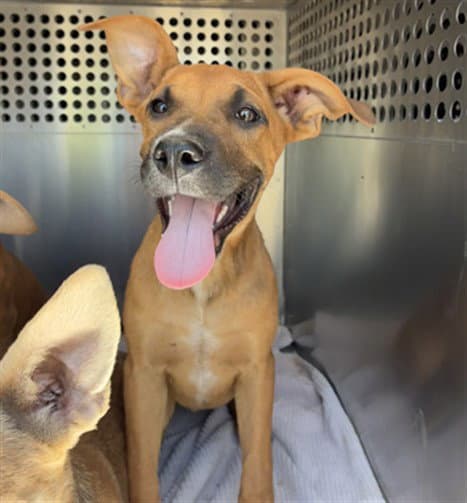 Coral - American Pit Bull Terrier