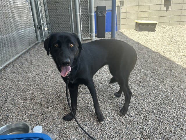 Kelpi - Labrador Retriever