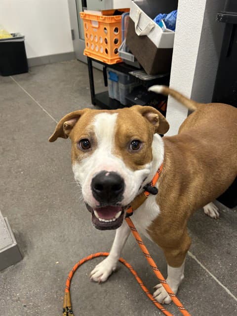 Milo - American Pit Bull Terrier